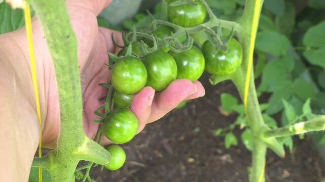 Growing green tomatoes in a garden in summer with hand support