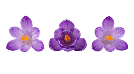 Obraz premium Purple Flowers Isolated on Transparent Background, Three Blooming Floral Elements with Yellow Centers