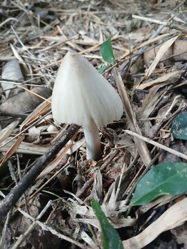 mushroom in the forest