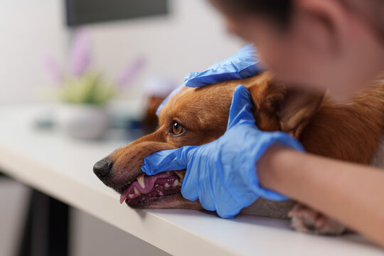 Veterinarian examining dog teeth and gums for veterinary dental health routine