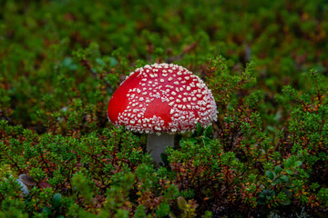 Fliegenpilz © Ramona