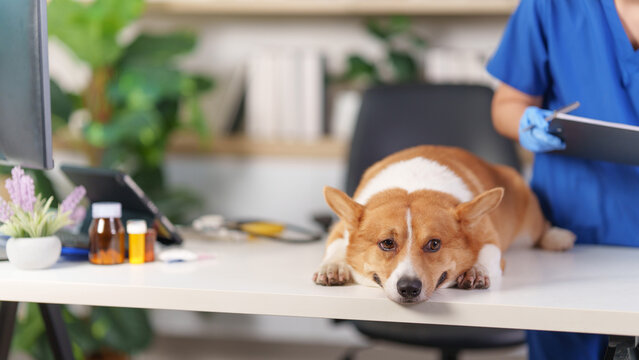 Cute Corgi dog lying on examination table at veterinary clinic while vet fills out chart