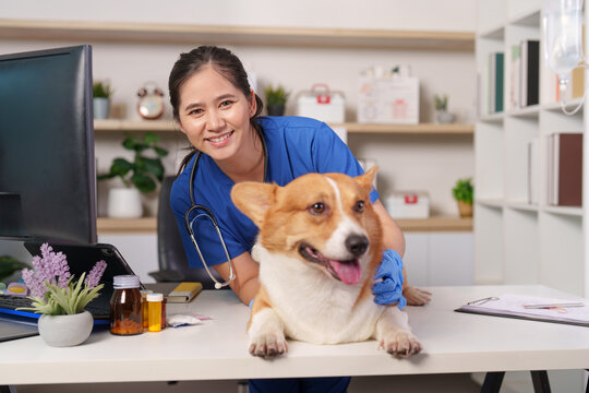 Asian female veterinarian with Corgi dog on examination table for pet healthcare checkup