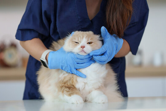 Veterinarian examining fluffy cat during health checkup at veterinary clinic