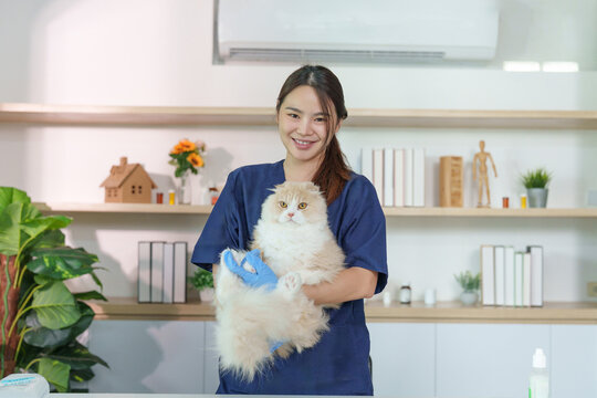 Asian female veterinarian holding fluffy cat in modern veterinary clinic