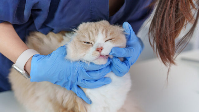 Veterinarian examining cat teeth and mouth for dental health checkup