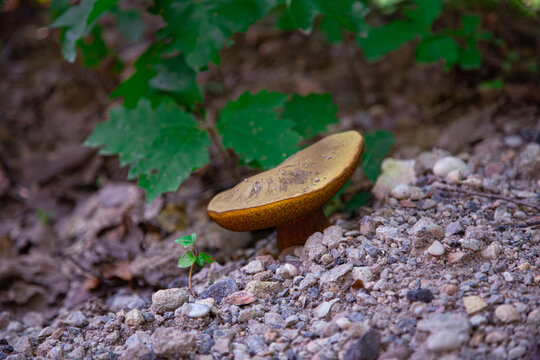A detailed wide macro photo showing a wild bolete mushroom with yellowish brown cap growing on rocky dirt slope under green oak leaves in forest