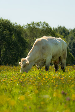 White cow grazing among wildflowers in a sunny summer meadow