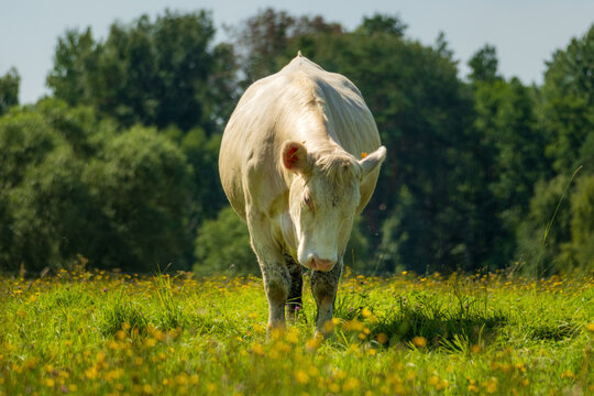 White cow walking through a wildflower meadow on a sunny summer day