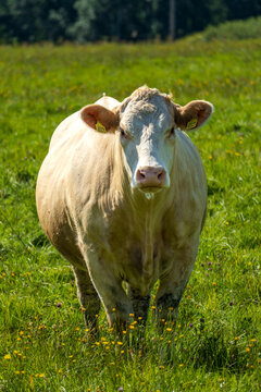 White cow standing among wildflowers in a sunny summer pasture