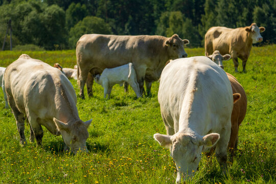 Cattle herd grazing with calf nursing in a sunny summer pasture