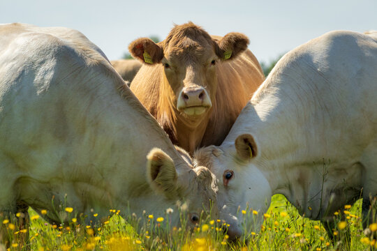 Brown cow watching camera between grazing white cattle in pasture