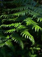 fern in the forest © Albina Heleniuk