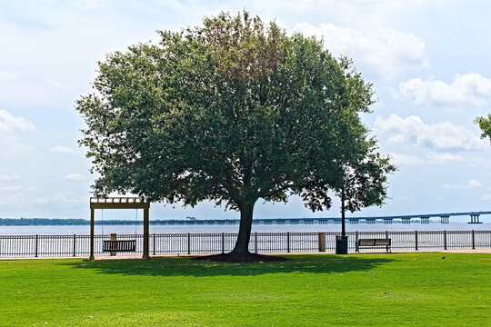 A scenic park setting features a mature oak tree, a wooden porch swing, and a park bench overlooking the Neuse River with a distant bridge.