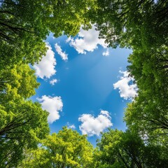 Fototapeta premium Lush green tree canopies form a natural circular frame around a bright blue sky with fluffy white clouds, viewed from a low forest angle, sun, clouds, scenery