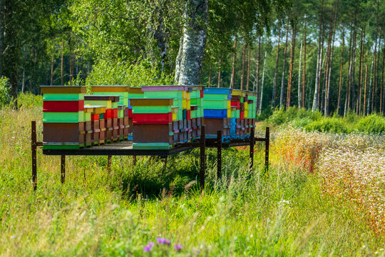 Colorful beehives beside flowering meadow and forest in summer
