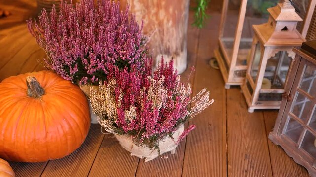 Autumn still life with pumpkin zucchini lavender flowers lanterns on wooden floor