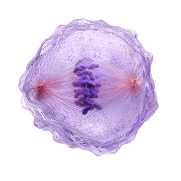 Dividing eukaryotic cell nucleus cell undergoing mitosis process isolated on transparent background PNG element