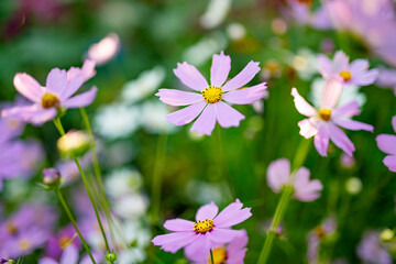 Fototapeta premium Pink and white cosmos flowers bloom in a lush summer garden with soft green background. Delicate airy blossoms create cheerful romantic floral scene filled with warmth and natural beauty.