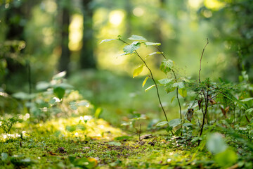 Obraz premium Lush green vegetation growing on the forest floor in soft summer sunlight. Natural woodland undergrowth creates a peaceful fresh seasonal background.