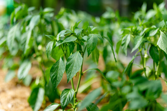 Young green pepper plants grow in rows inside a greenhouse. Healthy Capsicum annuum plants develop in warm summer conditions before producing ripe vegetables.