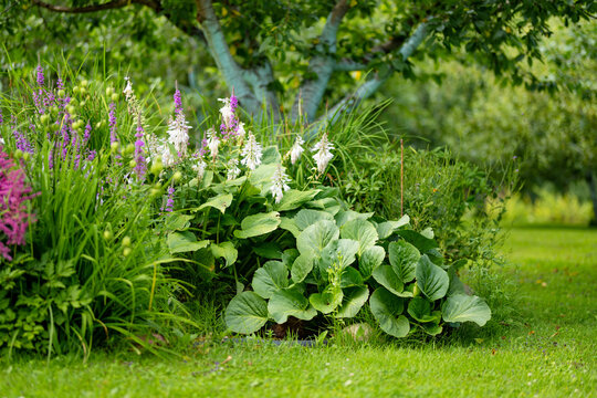Lush perennial garden border with bergenia, flowering hostas and purple flowers grows beneath a mature tree. Dense ornamental foliage creates a natural summer flower bed.