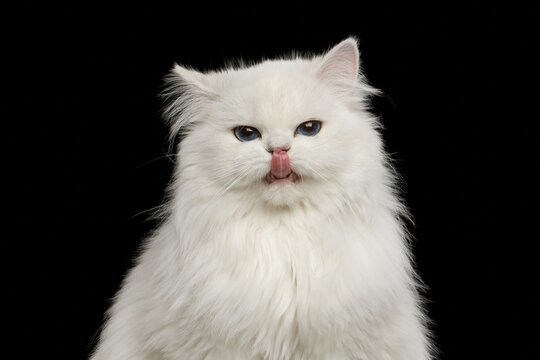 Funny British Longhair white cat with striking blue eyes licking its nose, isolated on black background