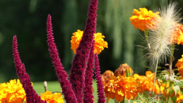 Vivid Marigolds and Celosia Blooms in a Colorful Garden Bed