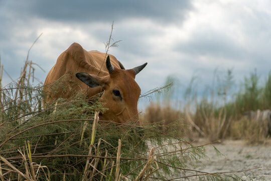 Curious Brown Cow Looking Through Tall Grass in Bangladesh