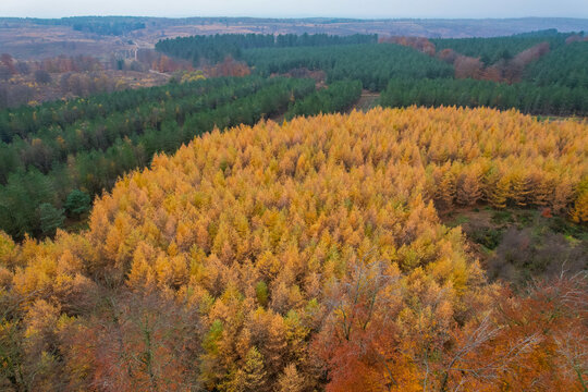 Aerial view of Cannock Chase Forest featuring vibrant golden larch trees contrasting with dark green pine trees during the autumn season in Staffordshire, England, United Kingdom.