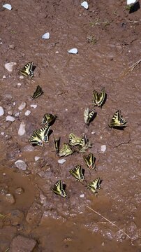 Group of Maca&oacute;n Butterflies (Papilio machaon) in the Oscense Pyrenees. Fact Valley. The Jacetania. Huesca. Aragon. Spain. Europe.