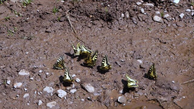 Group of Maca&oacute;n Butterflies (Papilio machaon) in the Oscense Pyrenees. Fact Valley. The Jacetania. Huesca. Aragon. Spain. Europe.