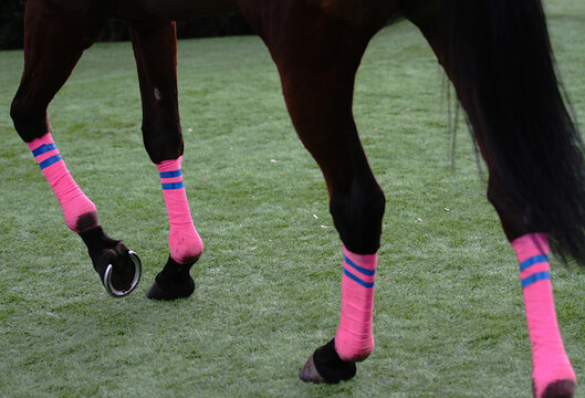 Vendaje pata caballo venda el&aacute;stica rosa y azul protecci&oacute;n menudillo, corvej&oacute;n, casco, pezu&ntilde;a y herradura en h&iacute;pica y equitaci&oacute;n
