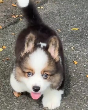 chihuahua puppy on the floor
