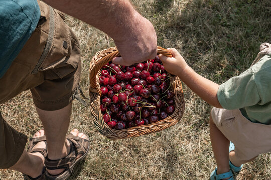 Father and son carry a basket of fresh cherry harvest outdoors