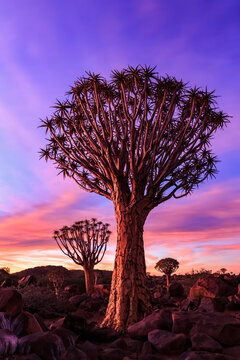Africa, Namibia, Keetmanshoop, Quiver Tree Forest at sunset
