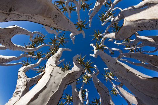 Africa, Namibia, Tubular trees (Aloe dichotoma), low angle view