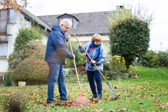 Senior couple rakes autumn leaves in home garden
