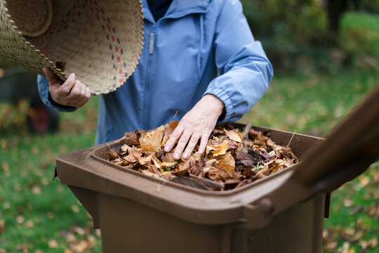 A woman empties autumn leaves into a green waste bin in the garden