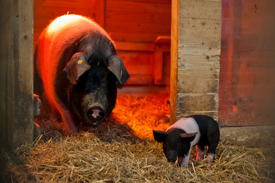 Germany, Sow and farrow in pigsty on farm