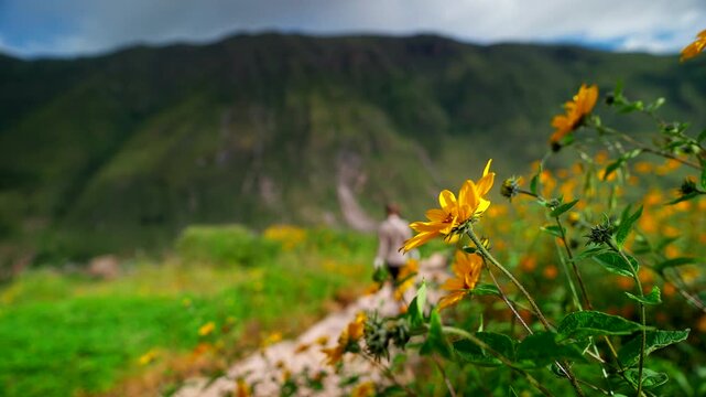 Close-up view, yellow wildflowers in sharp focus with a blurred female hiker walking through the Sacred Valley near Cusco, Peru. Mountain scenery provides a natural background