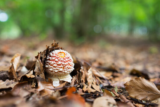 Ypung fly agaric, Amanita muscaria, autumn leaves