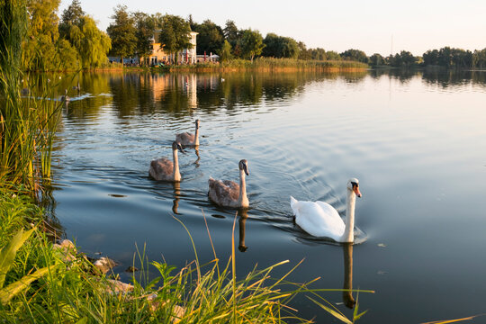 Germany, Usedom, Bansin, mute swans on Schloonsee