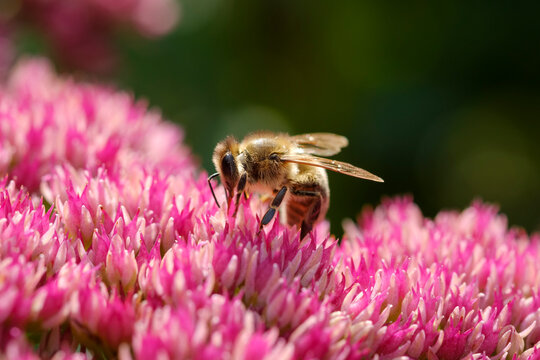 Honeybee on blossom of cauliflower mushroom