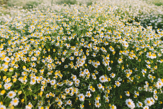 A blooming chamomile meadow displays a natural pattern of freshness