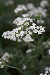 Macro view of multiple common yarrow flower heads with tiny white petals and yellow centers opening on green stems - latin name - Achillea millefolium Schneetaler © nahhan