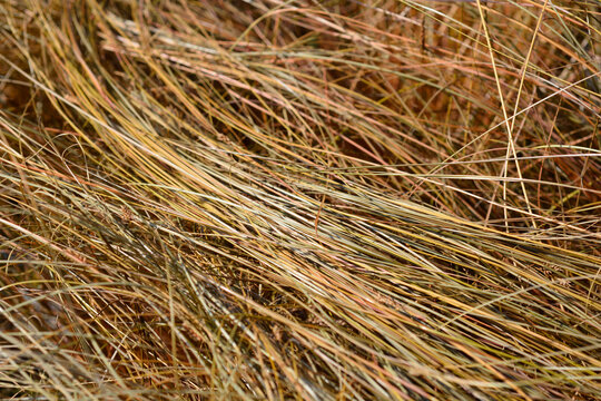 Full frame shot of New Zealand hair sedge creating a rich texture of linear brown grass blades in an ornamental autumn landscape - latin name - Carex comans Bronze