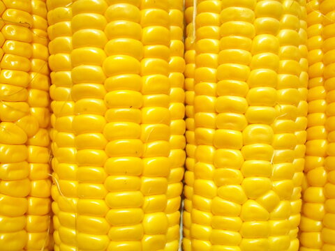 Corn background and texture, agriculture.