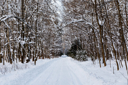 Snow-covered pathway leads through a dense forest of bare trees, creating a tranquil winter scene with soft natural light filtering through the branches and illuminating the snowy ground