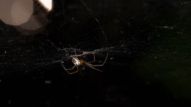 Bio Diversity - Linyphia triangularis - Common Hammock Weaver on Vegetation